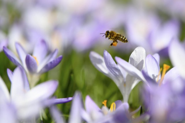 Holanđani obučili pčele da nanjuše koronu